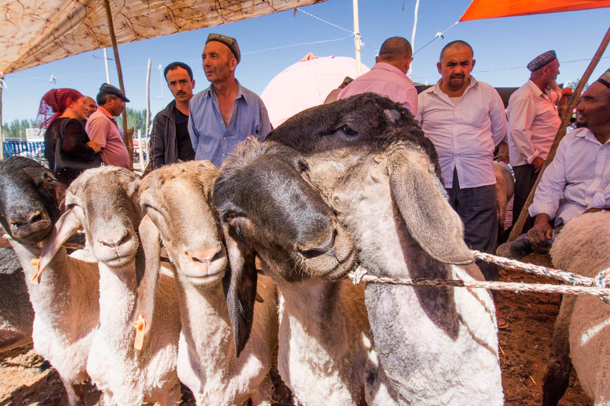 Kashgar animal market