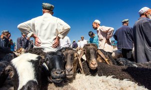 Kashgar animal market, Xinjiang Province, China