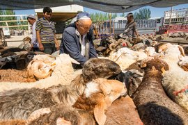Kashgar animal market, Xinjiang Province, China