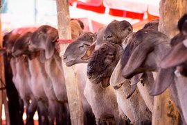 Kashgar animal market, Xinjiang Province, China
