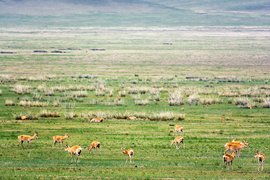 Wild ibex herd, Mongolia