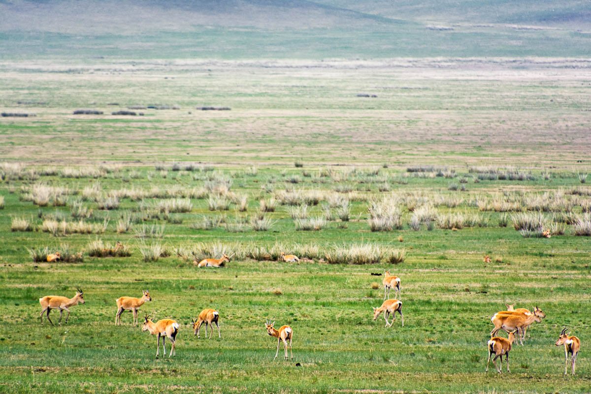 Wild ibex herd, Mongolia