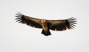 Khustain National Park, Töv, Mongolia