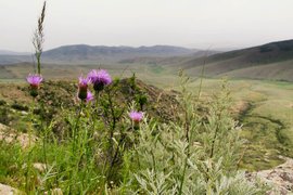 Khustain National Park, Töv, Mongolia