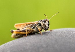 Khustain National Park, Töv, Mongolia