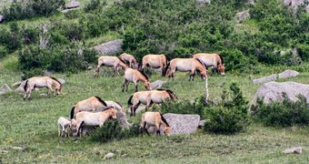 Khustain National Park, Töv, Mongolia
