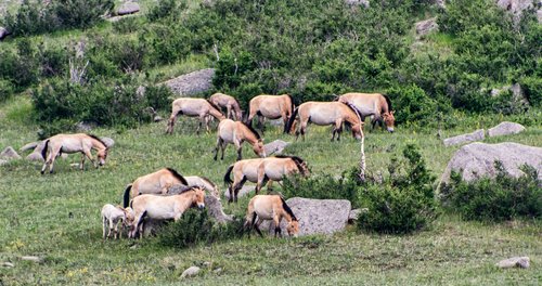 Khustain National Park, Töv, Mongolia