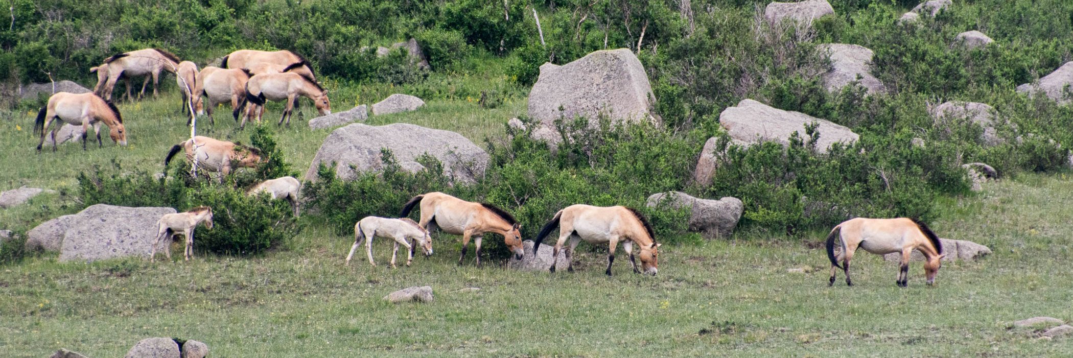 Mongolia - Wild Horses of Khustain