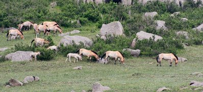 Khustain National Park, Töv, Mongolia