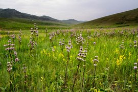 Khustain National Park, Töv, Mongolia