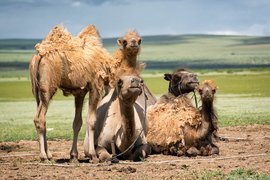 Mongol Els, Bulgan, Mongolia