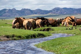 Mongol Els, Bulgan, Mongolia