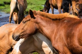 Mongol Els, Bulgan, Mongolia