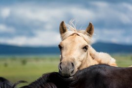 Mongol Els, Bulgan, Mongolia
