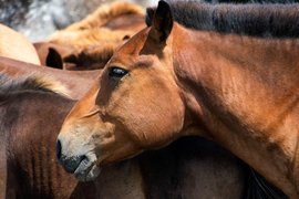 Mongol Els, Bulgan, Mongolia