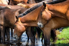 Mongol Els, Bulgan, Mongolia