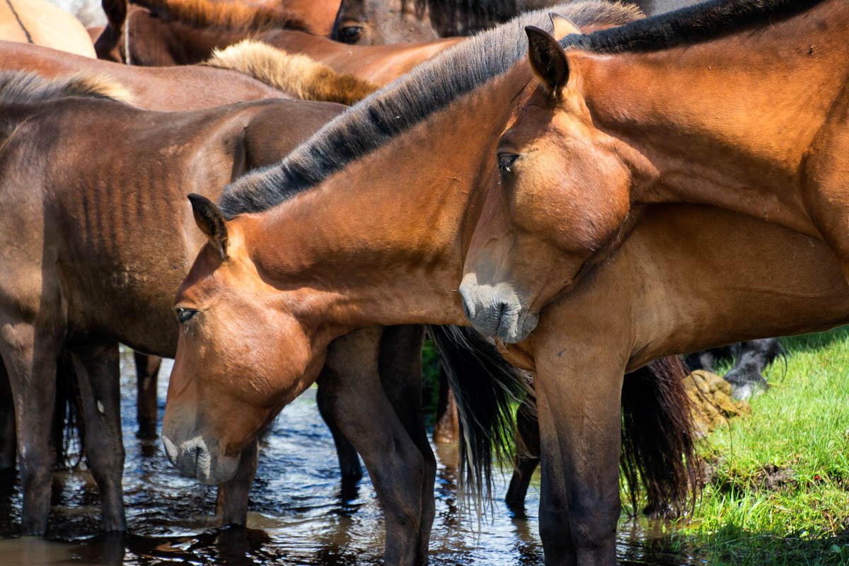 Mongol Els, Bulgan, Mongolia