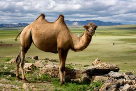 Mongol Els, Bulgan, Mongolia