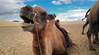 Mongol Els, Bulgan, Mongolia