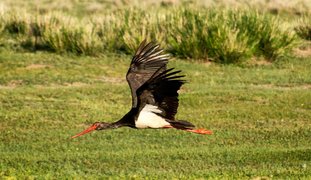 Mongol Els, Bulgan, Mongolia