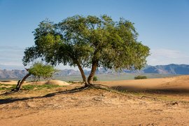 Mongol Els, Bulgan, Mongolia
