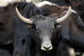 Yak, Orkhon Khürkhree, Mongolia