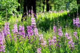 Wildflowers, Central Mongolia