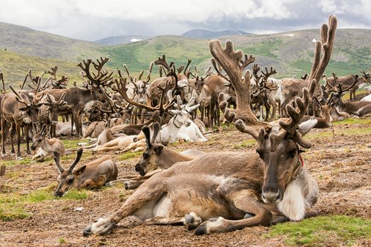 Mongolia - Meeting the Reindeer People
