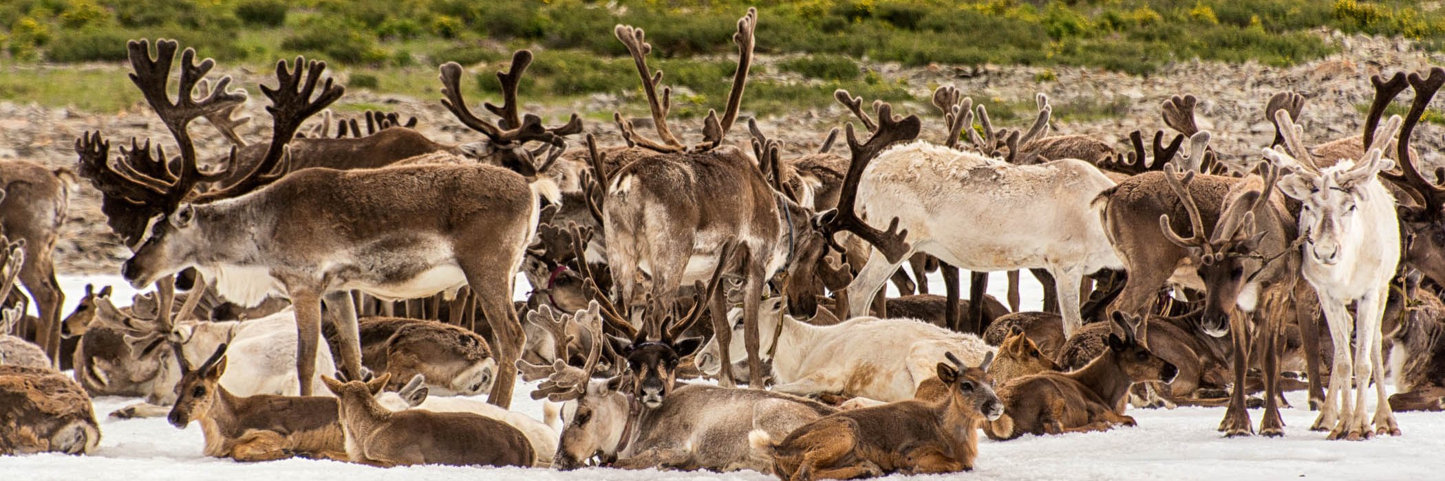 Mongolia - Meeting the Reindeer People