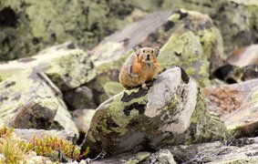 Pallas's Pika