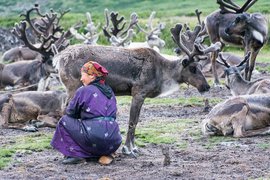 Milking the reindeer